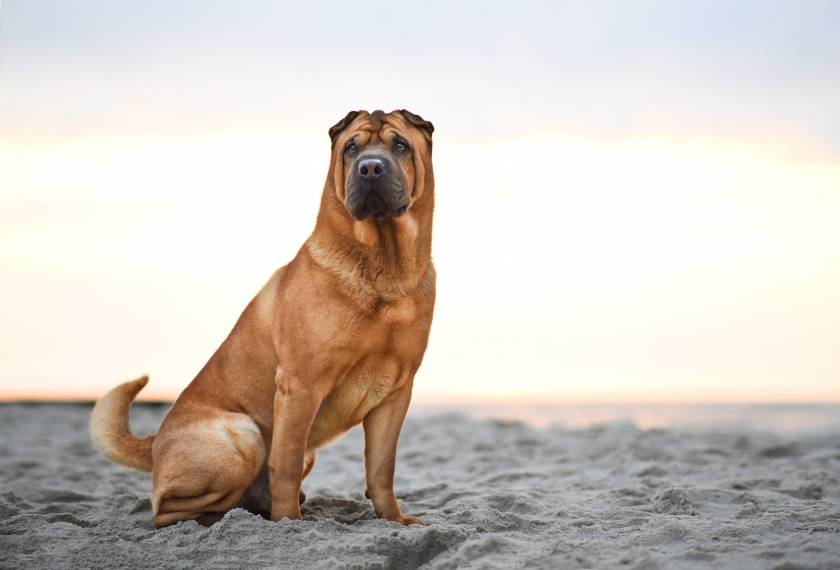 Beach Dog Shar Pei Dog Sitting On The Sand By The Sea 2022 02 11 03 28 27 Utc (1) Min 0 